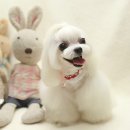 댄디애견 이미지