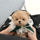 진주강아지분양 고양이분양 미유펫 이미지