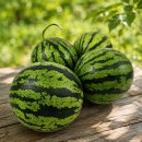 서광유통애플마트 | 오월의수확 고당도 미니 애플수박 산지직송 신선한 여름간식 1kg 후기