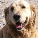 천사강아지 이미지