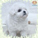 펫앤펫 인천점 강아지분양의 모든것 | 경상남도강아지분양 완전 맘에 쏙 들어