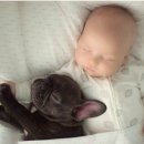 꼬꼬마 강아지 이미지