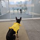 의정부 24시 IU 동물병원 | 9살 노견 스케일링하러 갔다가 발치 16개 하고 온 후기 | 의정부 24시 동물병원 | 노견 호흡마취