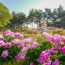 '경주 서악동 삼층석탑 작약꽃단지' 행사 모음 이미지