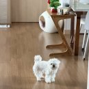 더티독 | 940194와 918