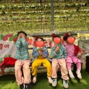 성화농장 | 5월의 딸기향 가득한 양주 하나농원, 아이와 네 번째 방문 후기