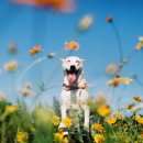 즐거운 강아지 이미지