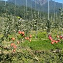 매일농장 이미지