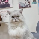 냥아치카페 이미지