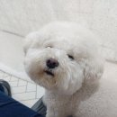 DaDogDaDog 애견카페 이미지