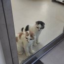 가야마루 | [봉사] 반려마루 화성 고양이 입양센터 세번째 봉사 후기