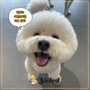 옐레드 시흥은계호수점 | 시흥애견유치원 옐레드 시흥은계호수점 강아지 사회화·행동교정 전문 케어 리얼 스토리