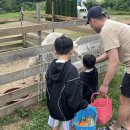 삼부자목장 | 남해여행 남해 아이와가볼만한곳 추천 [남해 양모리학교] 다녀온 후기 🐑