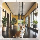 삼척동물병원 | 삼척 강아지보호센터 블랙탄포메라니안입양 성공 가이드