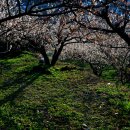 광양농원 이미지