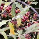 보리수약국 이미지