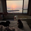 강원도동물위생시험소 | [강원도 고성] 천진해변 오션뷰 애견 동반 펜션 '소담펜션'