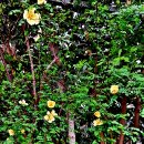 장미과의 낙엽활엽관목 노랑해당화(Rosa xanthina) 이미지