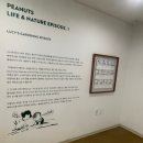 교실 밖 미술여행A | [제주여행] 스누피가든 (ft. 기념품샵, 카페 정보)