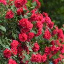 장미매점 이미지