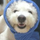 [평생학습관] 우울 및 스트레스 관리 | 3개월강아지분리불안 도움되는 성분 관리하기