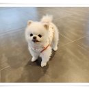 라인하트 애견호텔 유치원 이미지