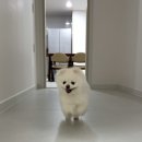강릉풀빌라수