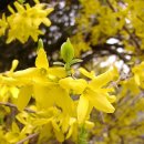 행복한자동차SOUL 이미지