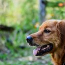 이삭애견훈련소 이미지