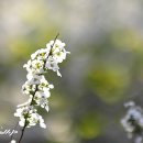 이 눈부신 봄날에 - 싸리조팝나무 꽃 이미지