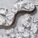 서초 장어타운 이미지