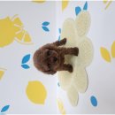 바른 애견 이미지