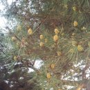 모산봉등산로 이미지