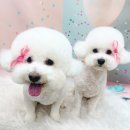 슈멍드아 이미지