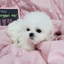 멍블랑 이미지