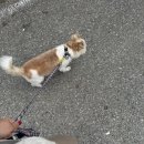 야옹아 멍멍해봐(봉명동) 이미지