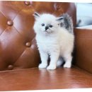 [상상]우리가족보험점검 <구해줘보험즈> | 렉돌 분양가와 성격 털빠짐