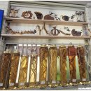 검정사골 이미지