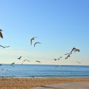 부산갈메기 이미지