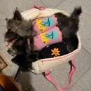 하얀강아지&고양이 | 강아지 이동 가방 베럴즈 이케코백, 다견가정 내돈내산 후기