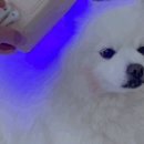 레이동물병원 이미지