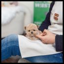 동물사랑애견샵 이미지