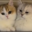 광산구-045 네이버블로그