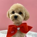 인생멍컷 이미지