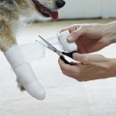 양주24시해든동물의료센터 이미지