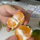 향노지 | 극조생귤 | 산뜻하고 진한 향이 나는 노지감귤 3kg 로얄과 구매 후기