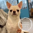 해봄동물병원 | 안산동물병원 추천 미소돌봄동물병원 호두의 첫 건강검진 후기