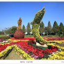 제11회 드림파크 국화축제-1편 이미지