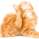 이개내고양이 이미지