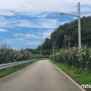 무궁화100리길 이미지